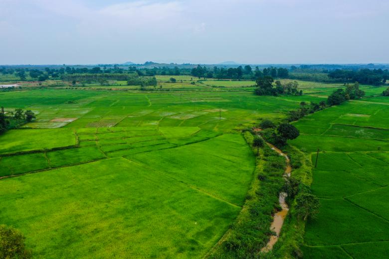 Free stock image of paddy field created by Akash Kumar Nayak