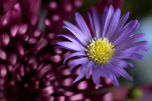 Beautiful contrasting flowers - Free Stock Photo