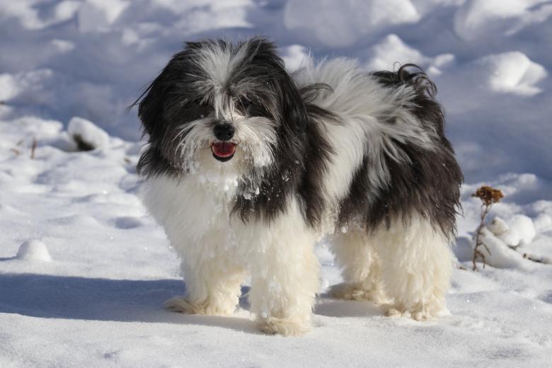 Free stock image of portrait bichon havanais created by perret anais