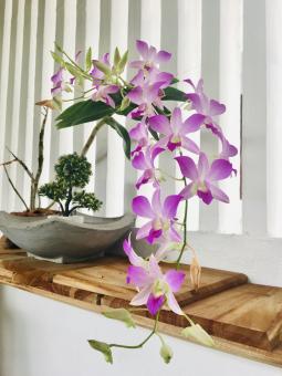 Orchid Flowers - Free Stock Photo