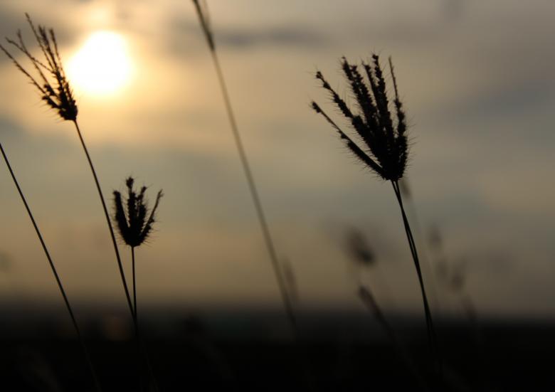 Free stock image of Flower sunset created by Moh fajar shidiq