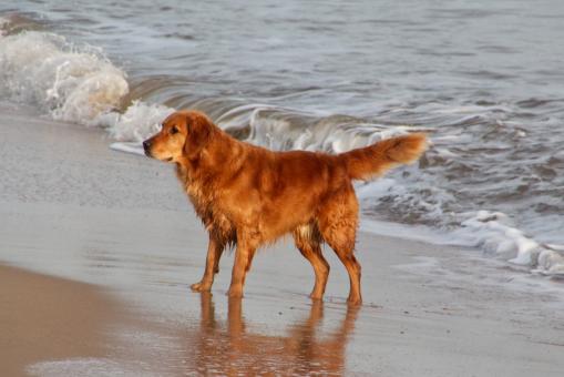 Dog On Beach - Free Stock Photo