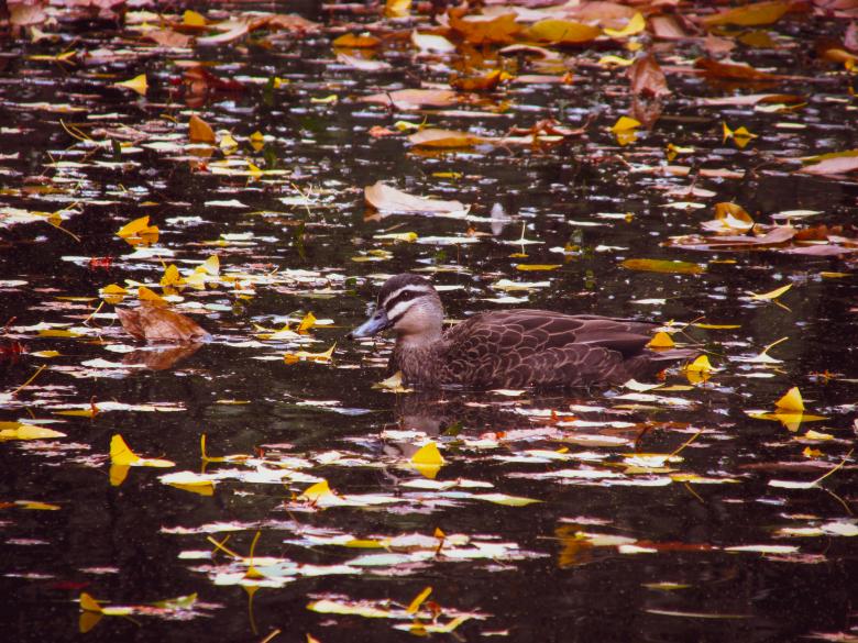 Free stock image of Swimming duck created by Michiru Maeda