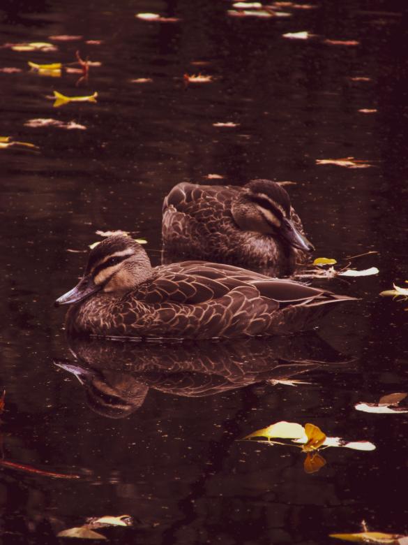 Free stock image of Swimming ducks created by Michiru Maeda