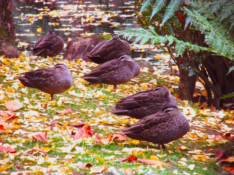 Free stock image of Sleeping ducks created by Michiru Maeda