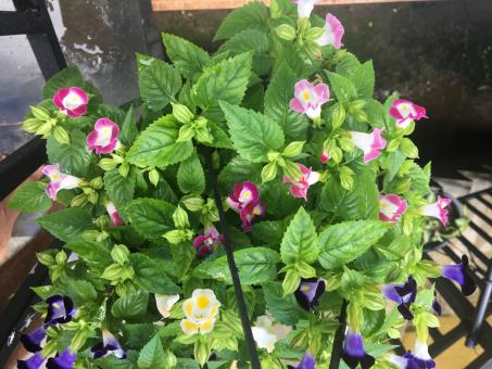 Colorful flowers - Free Stock Photo
