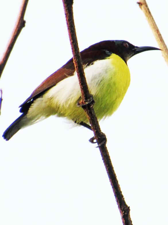 Free stock image of purple rumped sun bird- male created by sylvester alphonso