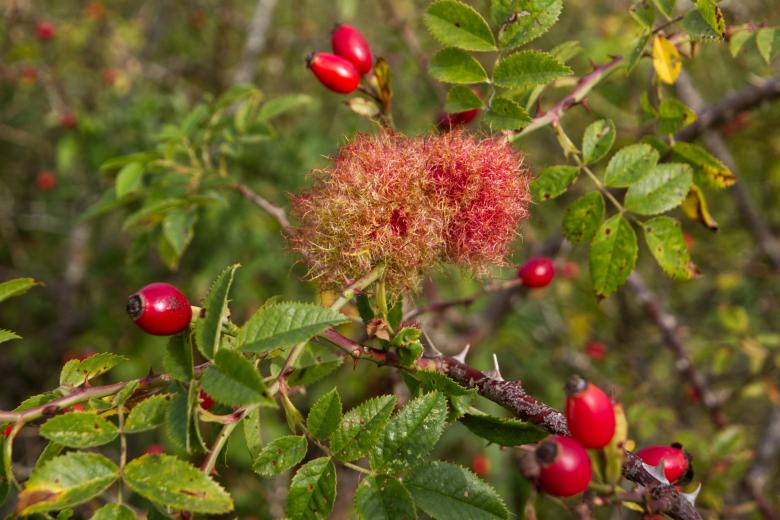Free stock image of Diplolepis rosae  (Robins Pincushion) created by Andrew Chilvers