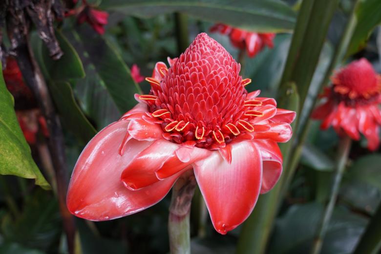 Free stock image of Red flower created by Phelan Riessen