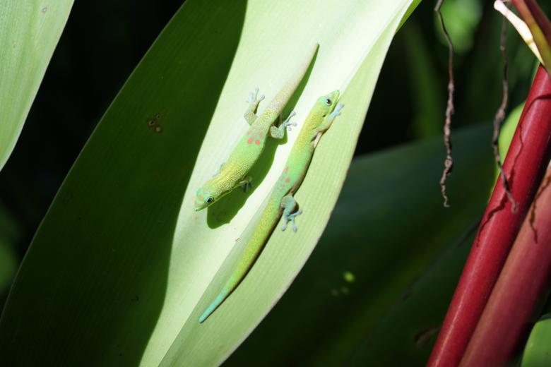 Free stock image of Geckos created by Phelan Riessen