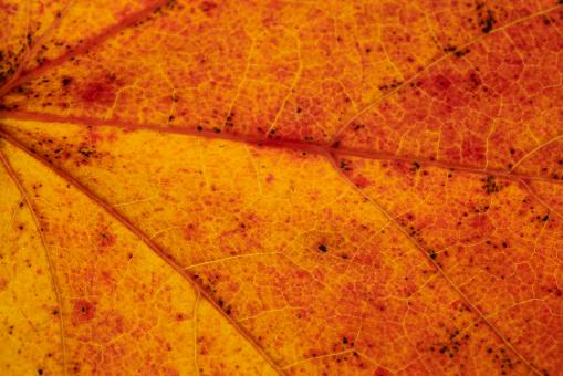 Fall leaf background - Free Stock Photo