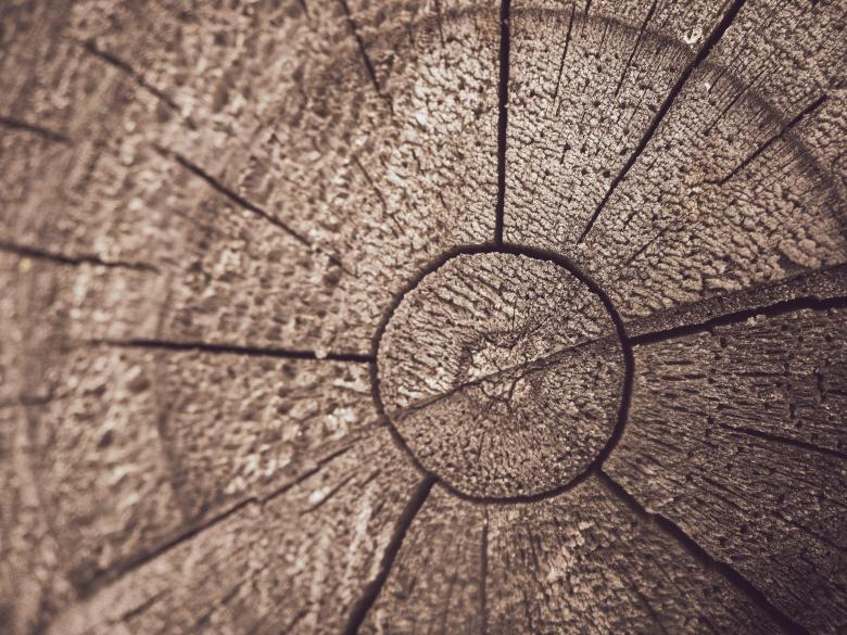 Free stock image of Grunge tree cracks created by FreeImage.me