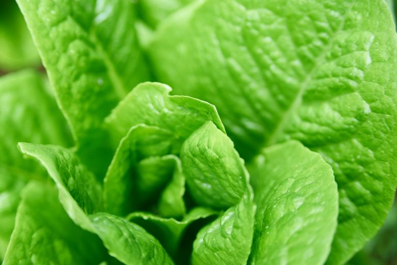 Free stock image of Garden Lettuce created by Secret Agency
