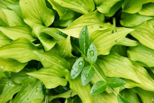 Free Stock Photo of Wet Leaves