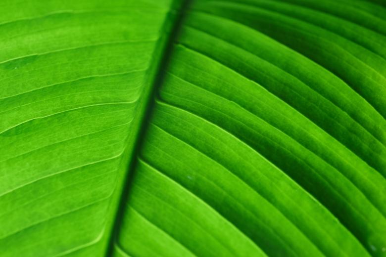 Free stock image of Green Leaf Background created by Secret Agency