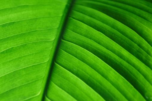 Green Leaf Background - Free Stock Photo