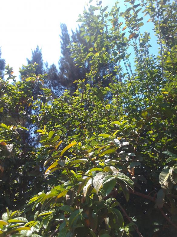 Free stock image of Guava tree created by Khothatso Kapa