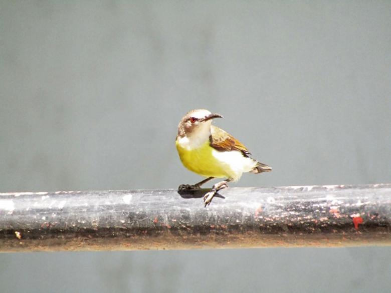 Free stock image of Purple rumped sunbird- female created by sylvester alphonso