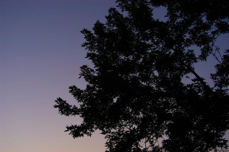 Free stock image of Evening Tree created by Secret Agency
