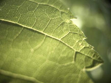 Macro Green Leaf - Free Stock Photo