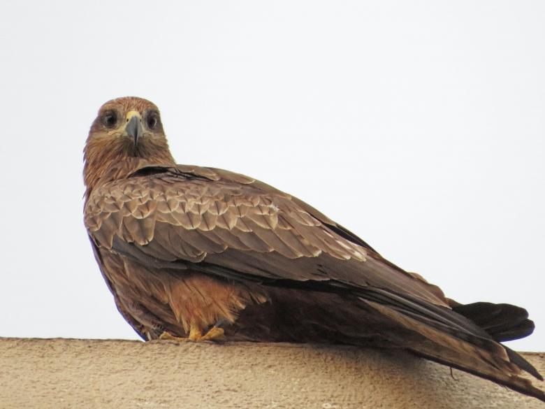 Free stock image of Brown eagle(black Kite) created by sylvester alphonso