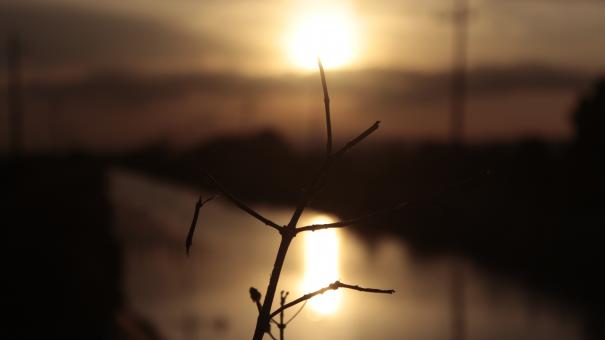flower sunset the river - Free Stock Photo