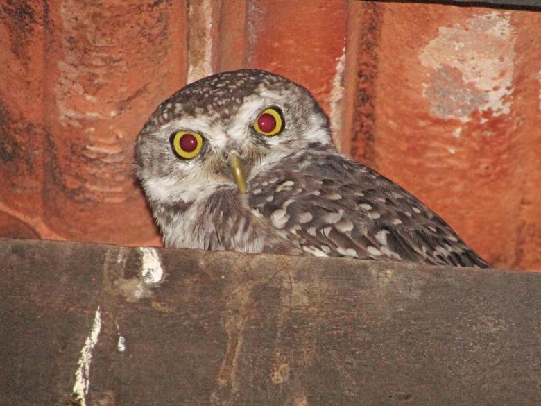 Free stock image of Spotted owlet created by sylvester alphonso