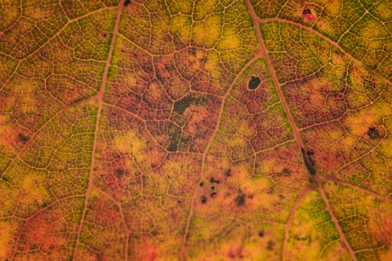 Free stock image of Fall Macro Leaf created by Texture Pics