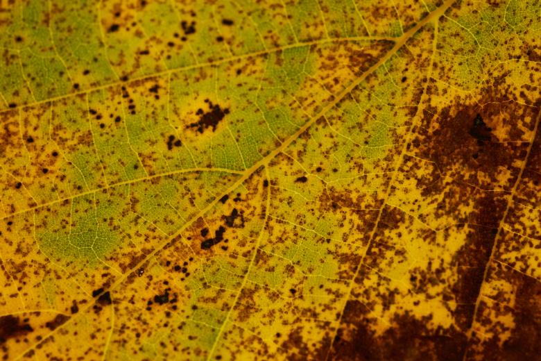 Free stock image of Fall Macro Leaf created by Texture Pics