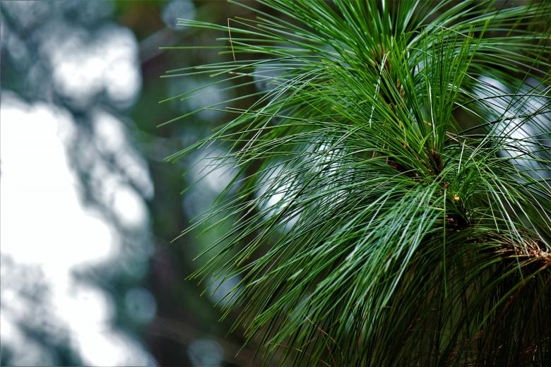 Free stock image of pine leaves created by jameskenlequigan
