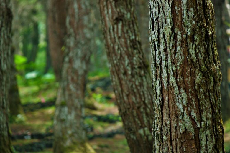 Free stock image of pine trees created by jameskenlequigan