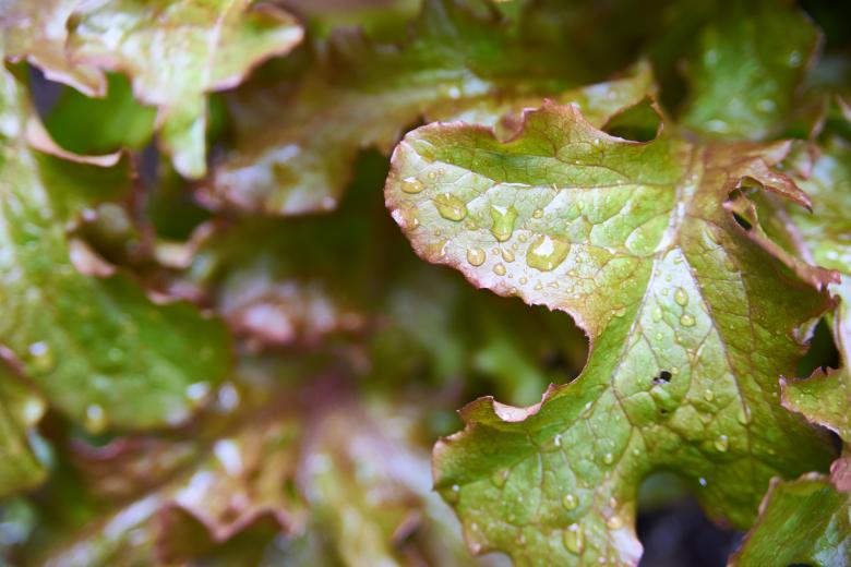 Free stock image of Garden lettuce created by Secret Agency