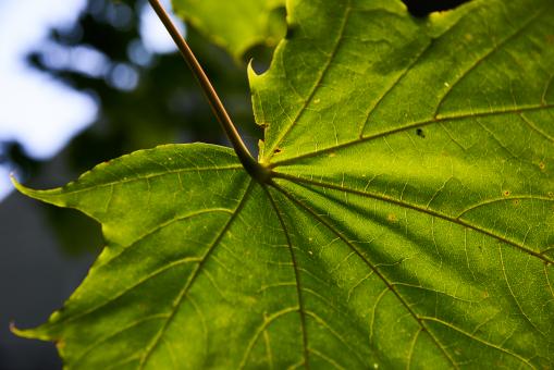Large green leaf - Free Stock Photo