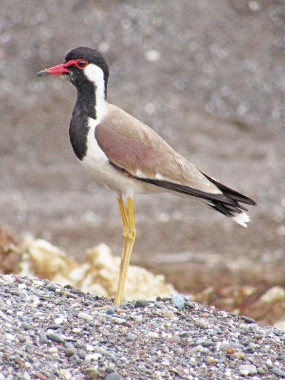 Free stock image of Red wattled lapwing created by sylvester alphonso