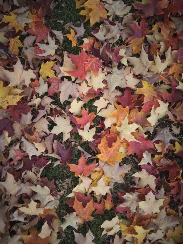 Free stock image of Fallen Autumn Leaves created by Texture Pics
