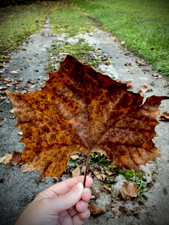 Free stock image of Autumn Leaf  created by Debbie White