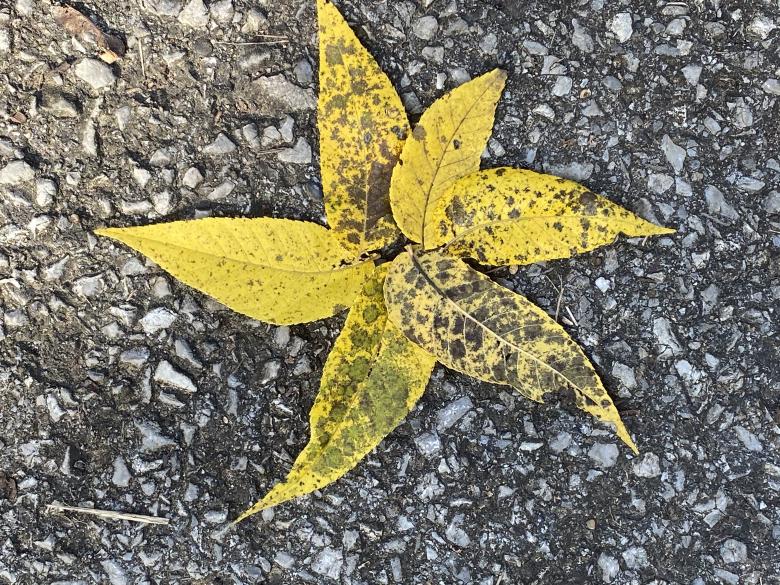 Free stock image of Star Leaves  created by Debbie White