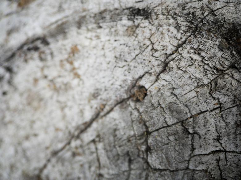Free stock image of Weathered Wood created by Texture Pics