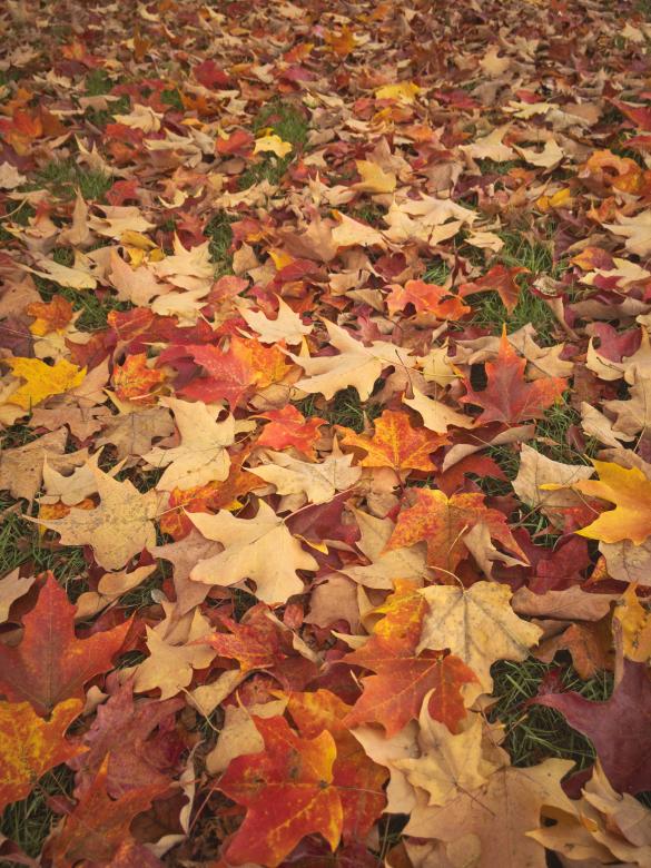 Free stock image of Fallen leaves created by Texture Pics