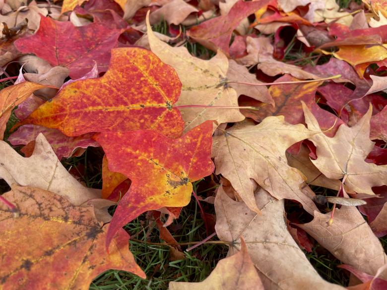 Free stock image of Autumn leaves created by Texture Pics