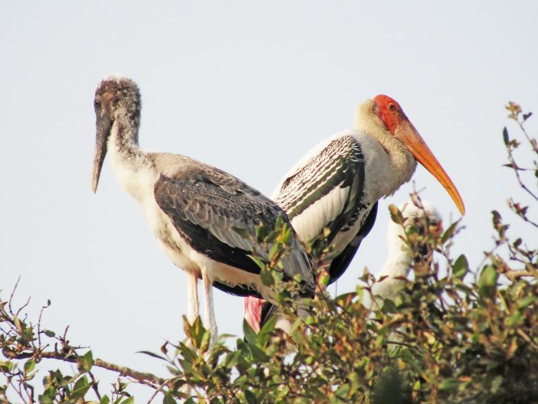 Free stock image of Painted stork created by sylvester alphonso