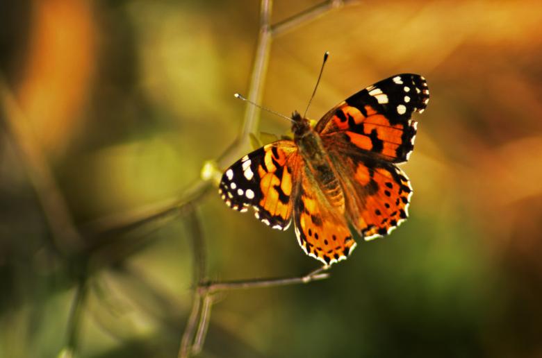 Free stock image of A nice butterfly on a tree branch created by yeshaya dinerstein