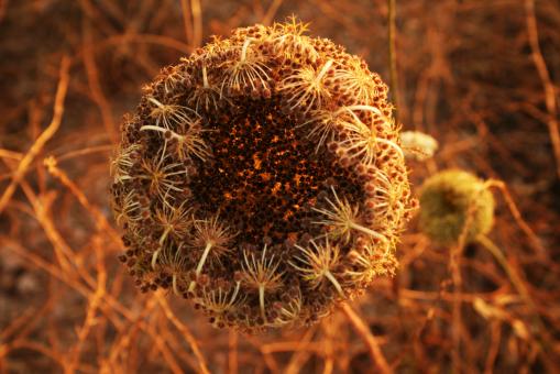 Amazing Flowers in the botanical gardens of Israel