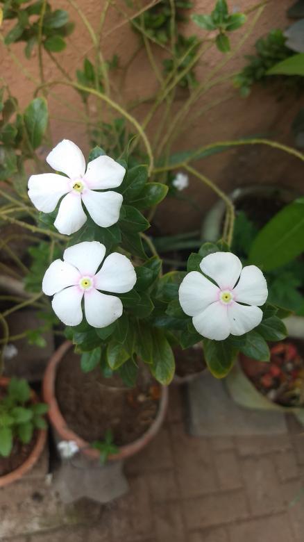Free stock image of Three Flowers created by Danny Lawrance Nadar