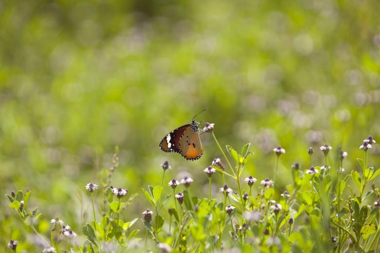 Free stock image of A nice butterfly on a tree branch created by yeshaya dinerstein