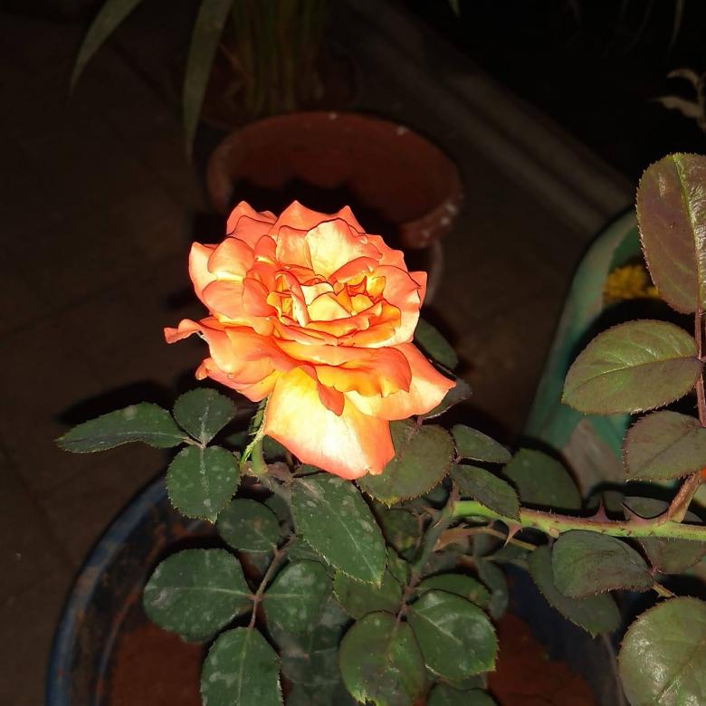 Free stock image of Rose created by Danny Lawrance Nadar