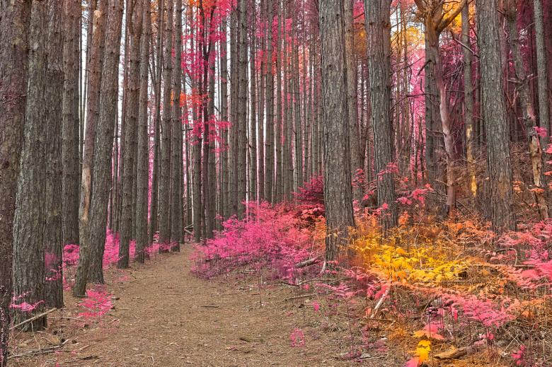Free stock image of Fantasy Prelude Forest created by Nicolas Raymond