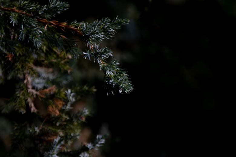 Free stock image of Pine tree branch with black background created by Mirko Fabian
