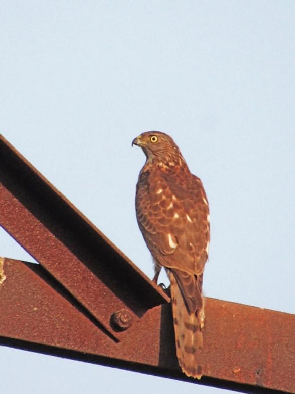 Free stock image of Shikra created by sylvester alphonso