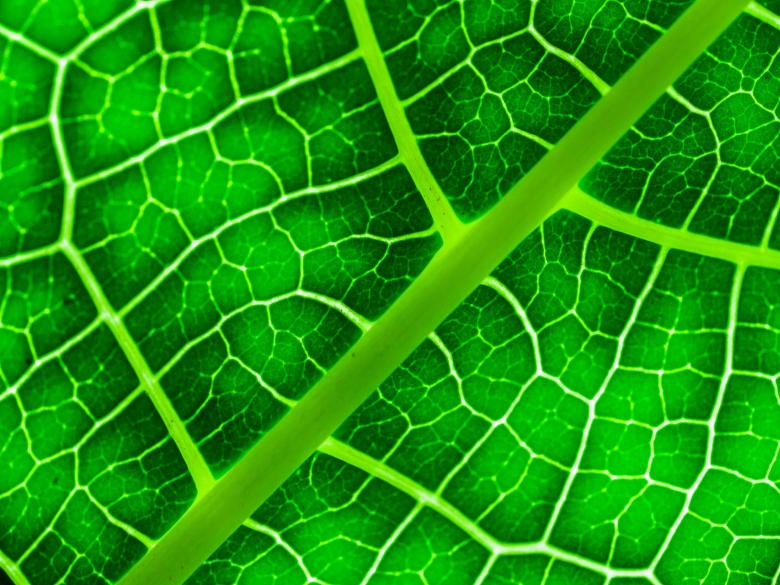 Free stock image of green leaf background created by icon0.com